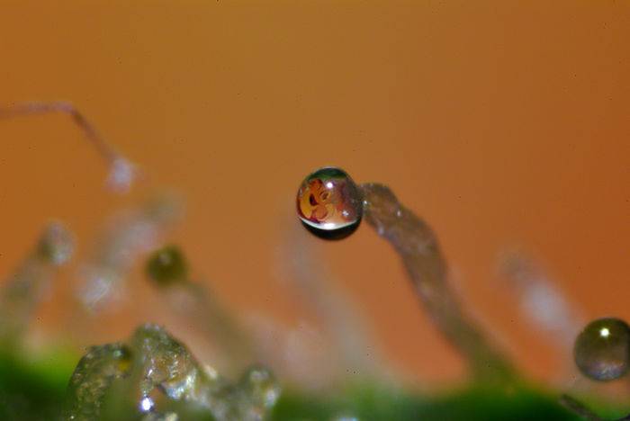 2964lionking_in_NH_trichome.jpg