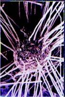 5918mycorrhizalroottip.jpg