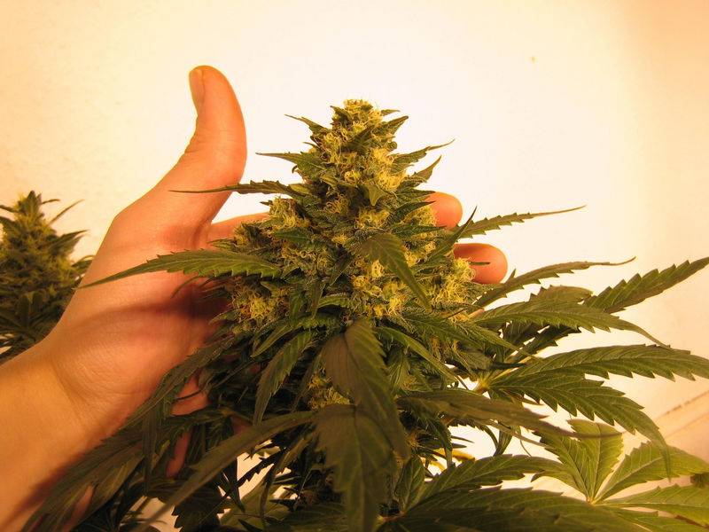 7253f56_Marbled_white_fattest_top_ive_had_on_an_indica_proberly_1_.JPG