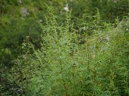 Ganja (Assamese: গাঁজা) | Cannabaceae (marijuana family) » C… | Flickr