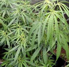 Assam Hash Plant (Indian Landrace Exchange) :: Cannabis Strain Info