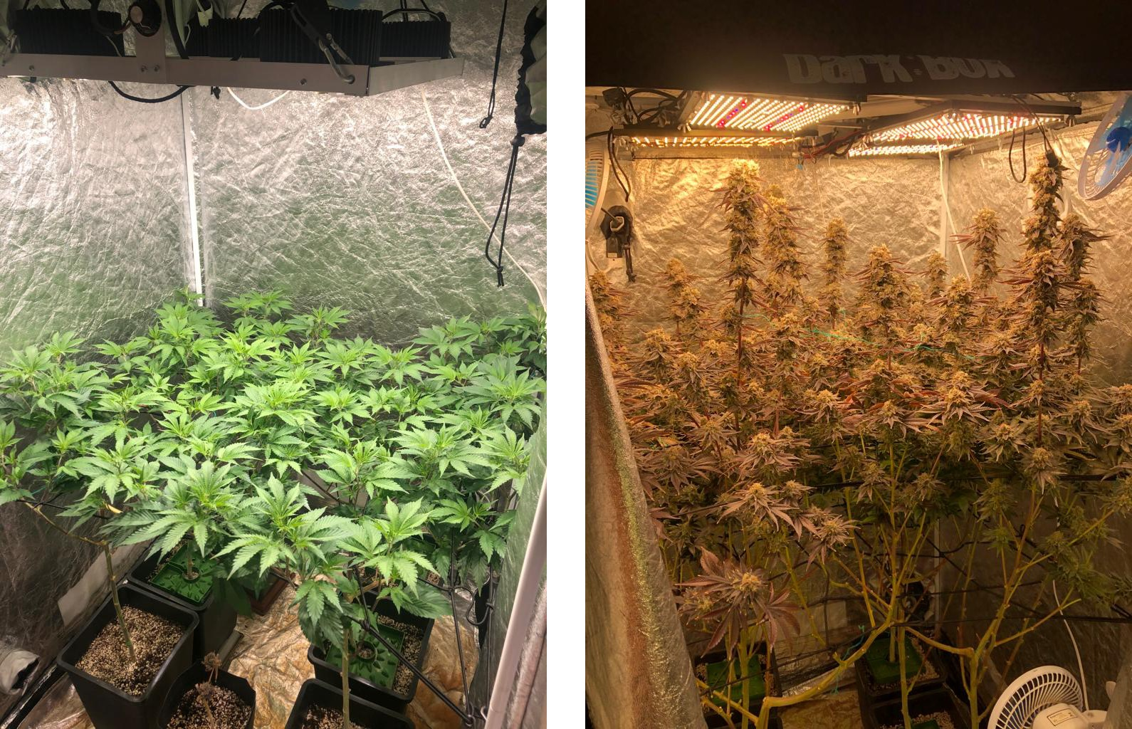 This was my grow on 2019, where I Harvest 740grams on 1m².
