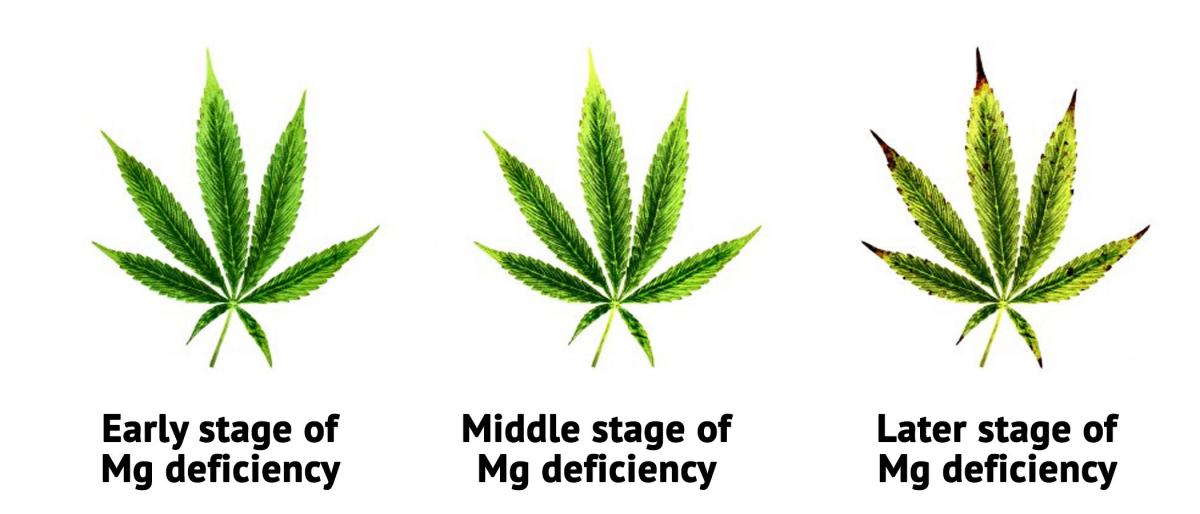 2-stages-of-magnesium-deficiency.jpg
