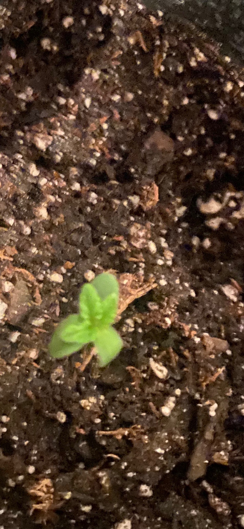 2h9 sprout.jpg