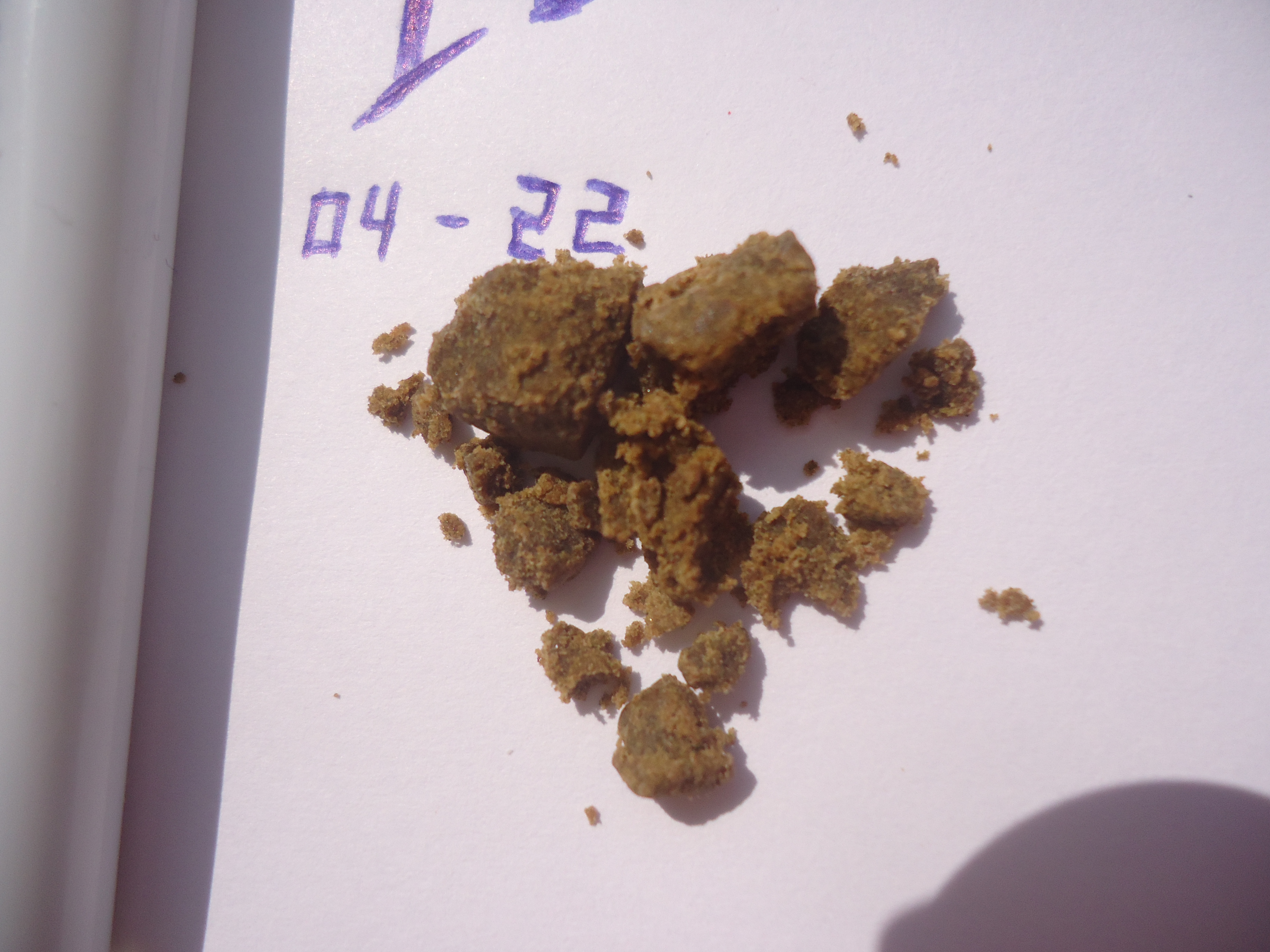 3 High Grade With Foreign Genetics Supposedly From Morocco From Coffeeshops, April, 2022.JPG