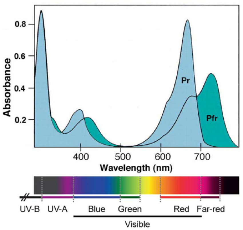 Absorption-spectra-of-phytochromes-EVRUSWLRQ-VSHFWUD-RI-WKH-WZR-IRUPV-3U-DQG-3IU-RI.png
