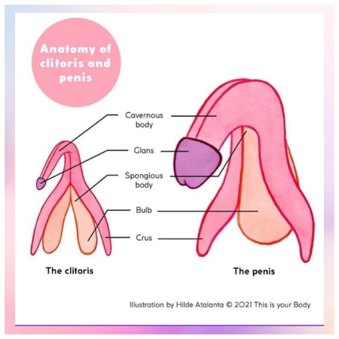 Anatomy-of-cliroris-penis-Vivian-Baruch-online-Springwood.jpg