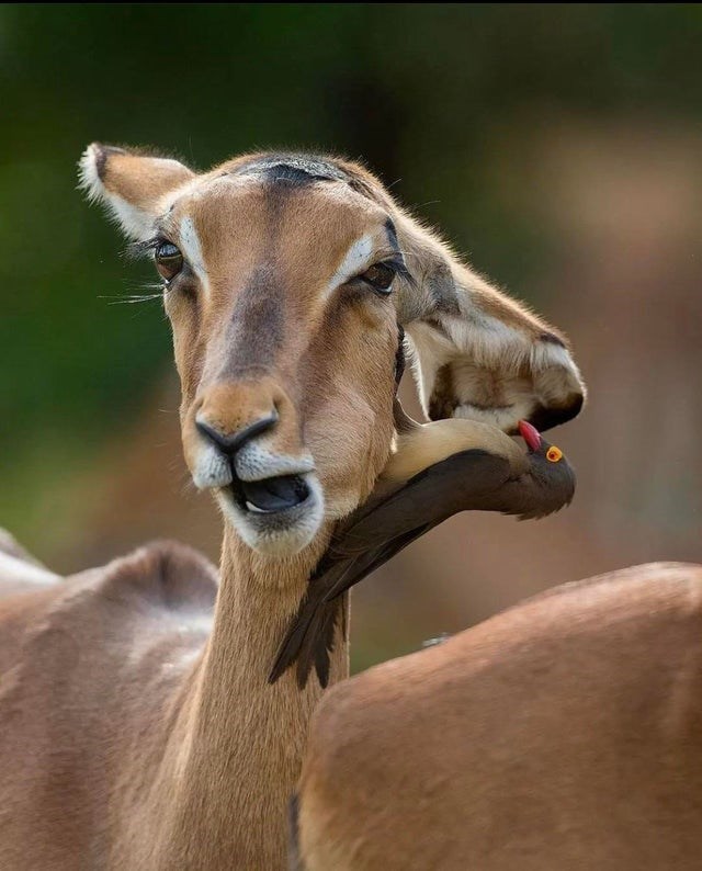 antelope.jpeg