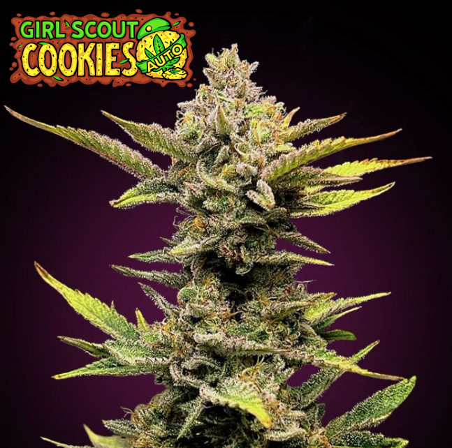 auto GIRL SCOUT COOKIES.jpg