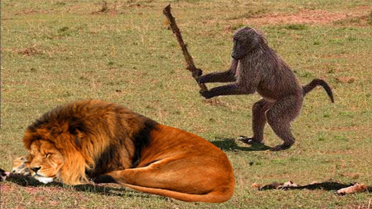 Baboon with stick.jpg