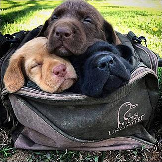 Bag o puppies.jpg