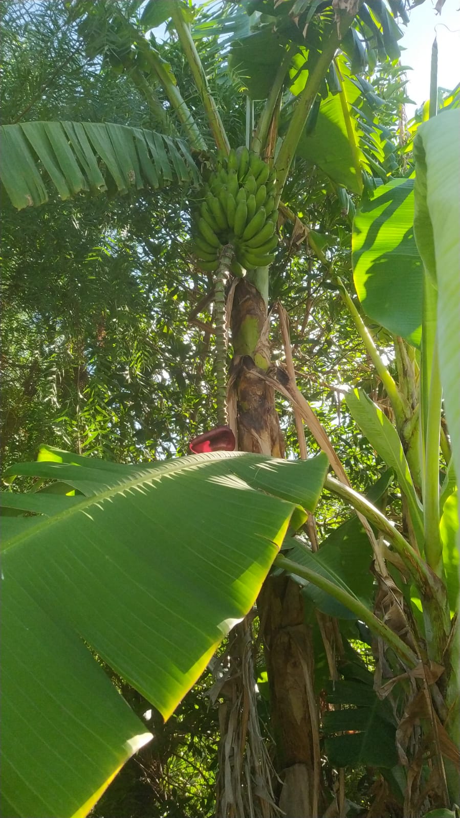 Banana.jpeg