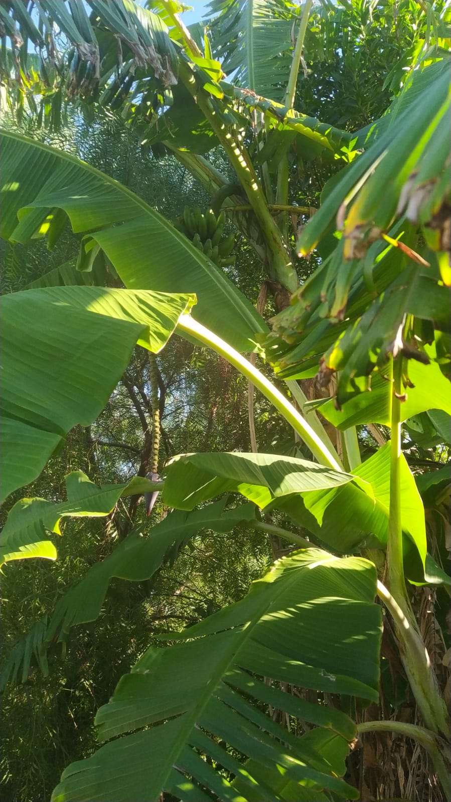 Banana tree.jpeg