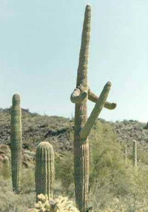 Click image for larger version  Name:	big boy cactus.jpg Views:	0 Size:	66.3 KB ID:	17839348
