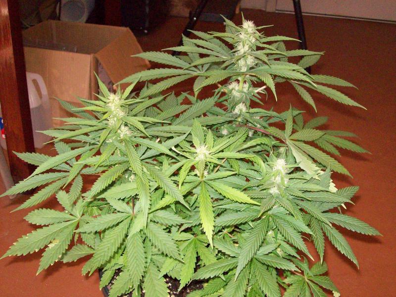 Click image for larger version  Name:	BIG SUR HOLY WEED 008.JPG Views:	261 Size:	102.8 KB ID:	17982314