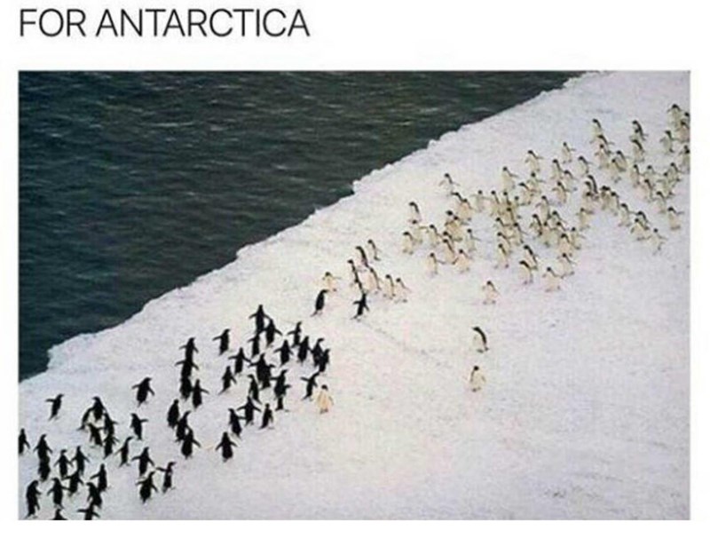 bird-antarctica.jpeg