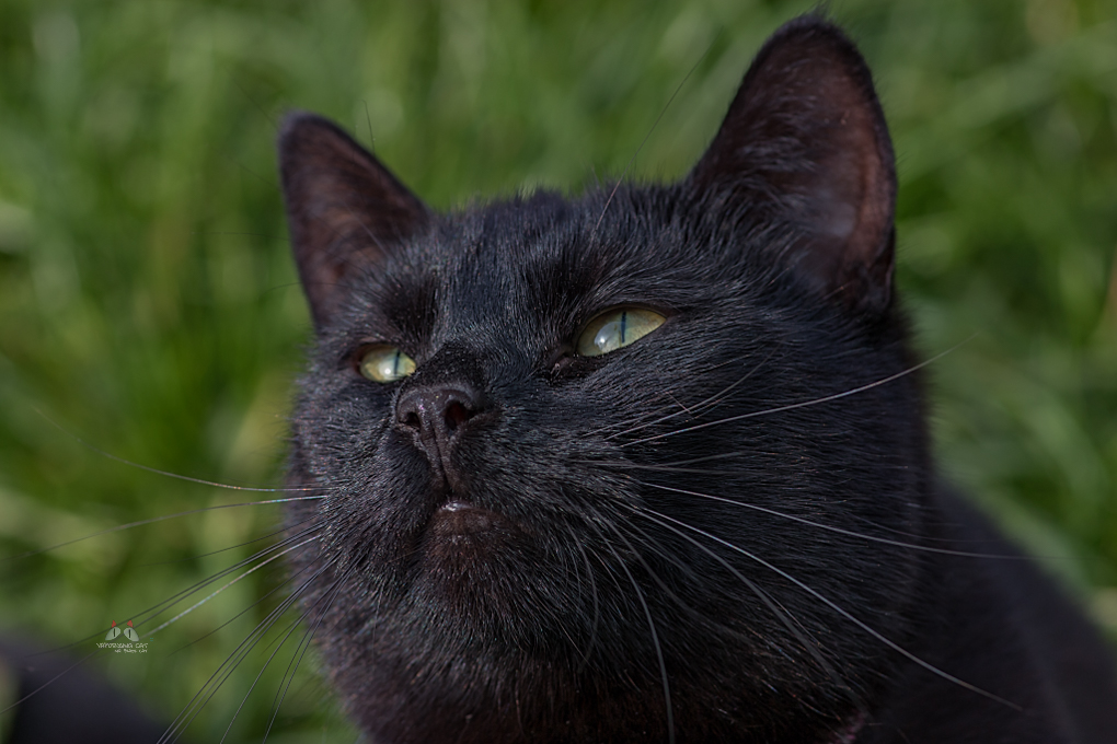 Black Cat-april 03, 2014-0030.jpg