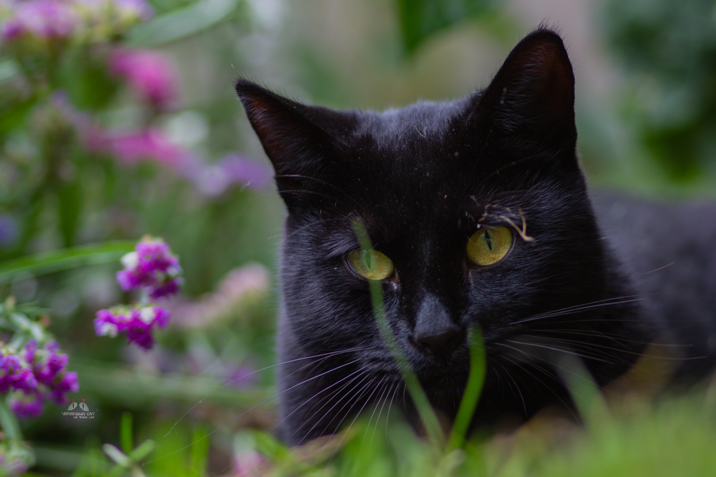 Black Cat-september 03, 2013-0021.jpg