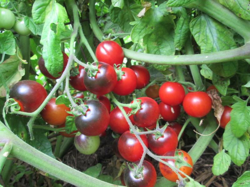 Black cherry tomato ripening.JPG - Click image for larger version  Name:	Black cherry tomato ripening.JPG Views:	0 Size:	78.3 KB ID:	18103074