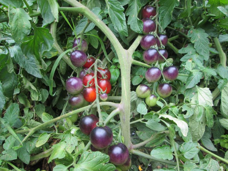 black cherry tomato shoulders.JPG - Click image for larger version  Name:	black cherry tomato shoulders.JPG Views:	0 Size:	100.9 KB ID:	18103073