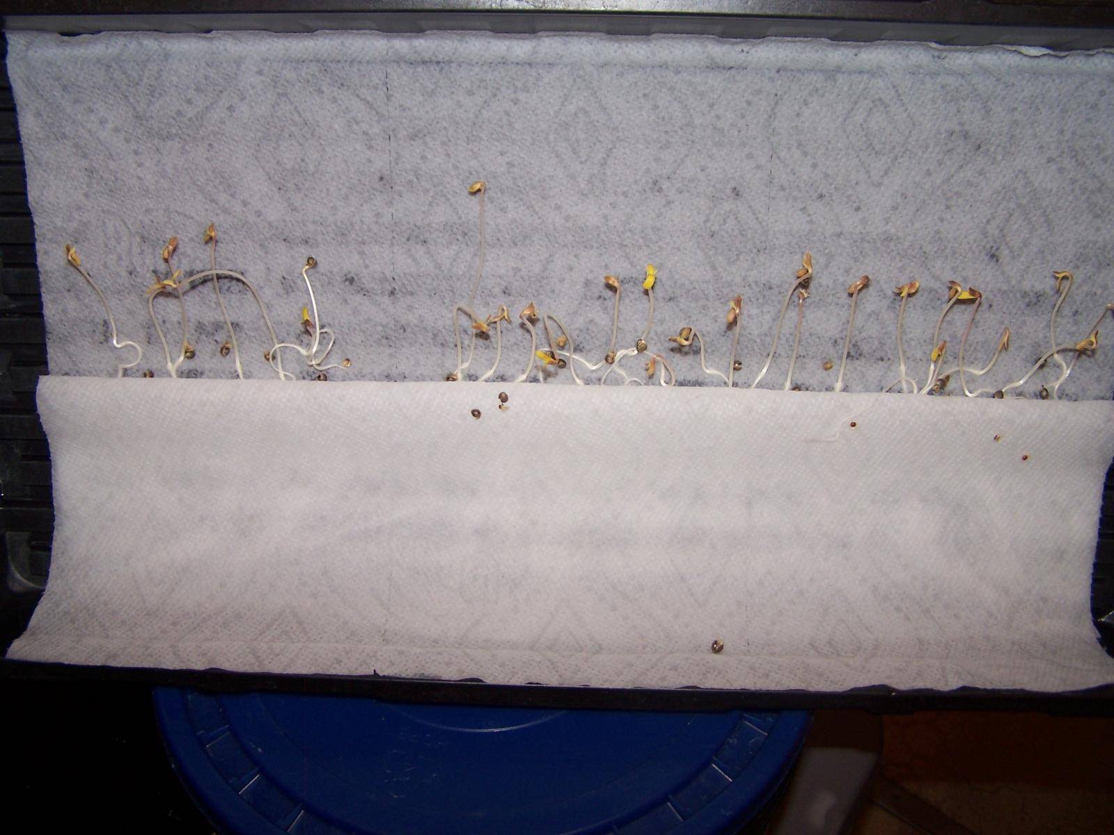 BMS seed sprouts 003.JPG