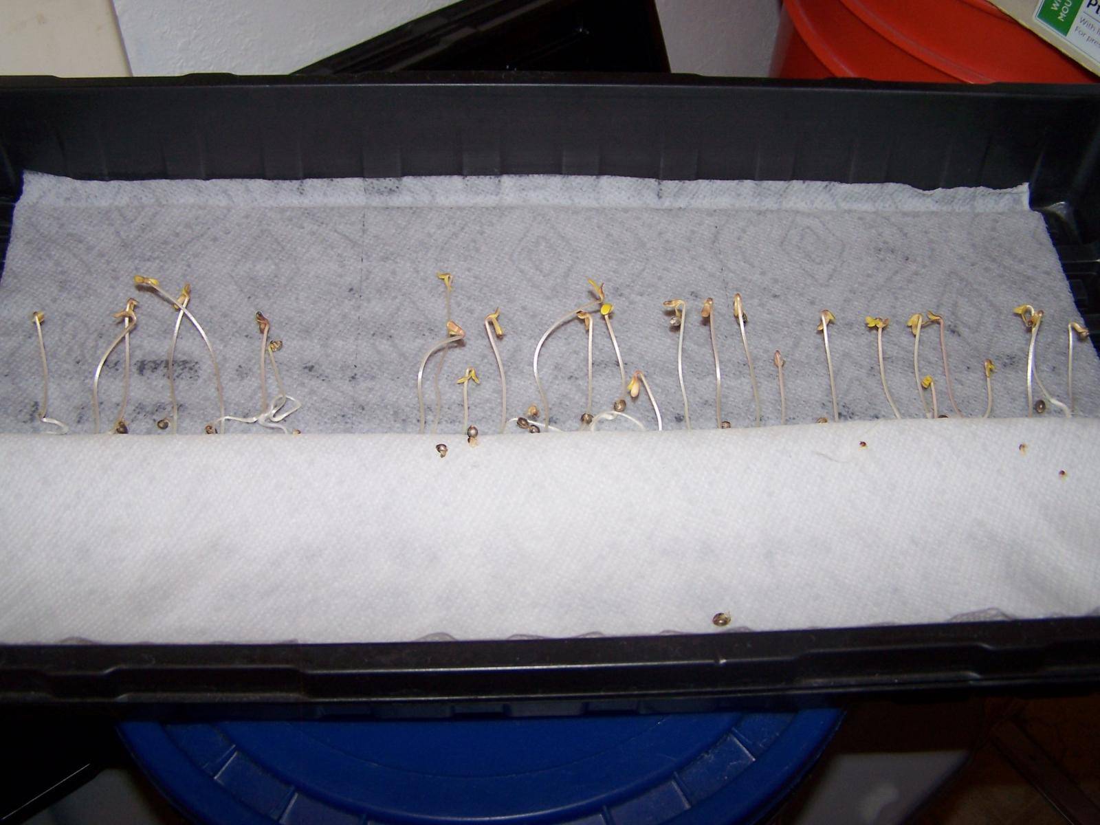 BMS seed sprouts 005.JPG