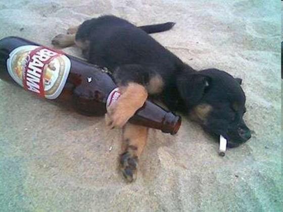 borracho-como-un-perro.jpg