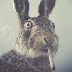Bunny-High-As-Fuck.jpg