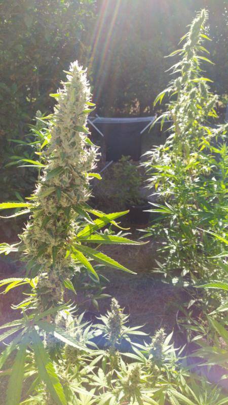 C5 Sammy's cut x Sour Diesel IBL 2010 and her sister.jpeg