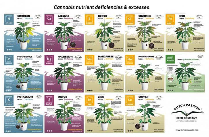 Cannabis nutrient deficiencies.jpg