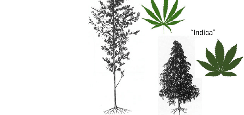 Click image for larger version  Name:	Cannabis-vernacular-taxonomy-image-adapted-from-Anderson-1980.png Views:	200 Size:	85.7 KB ID:	17893142