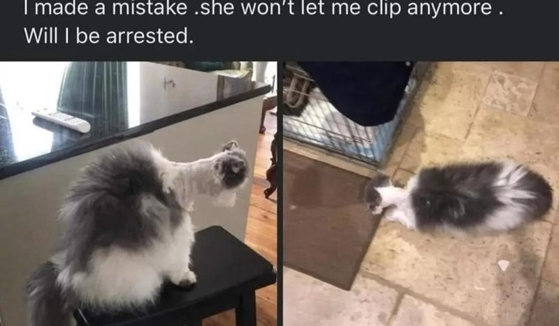 cat-made-mistake-she-wont-let-clip-anymore-will-be-arrested.jpeg