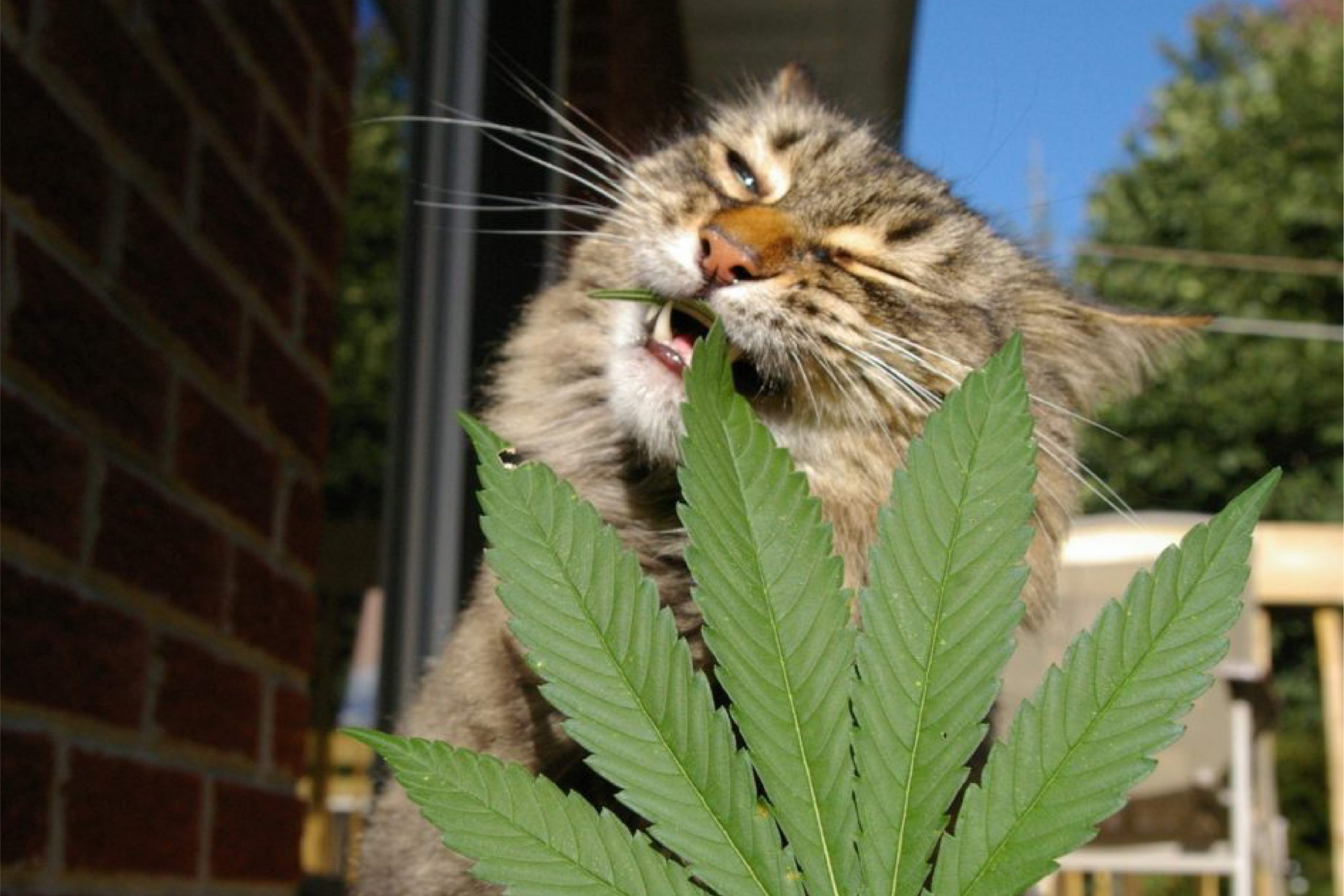 cats_and_weed-10-scaled-1.jpeg