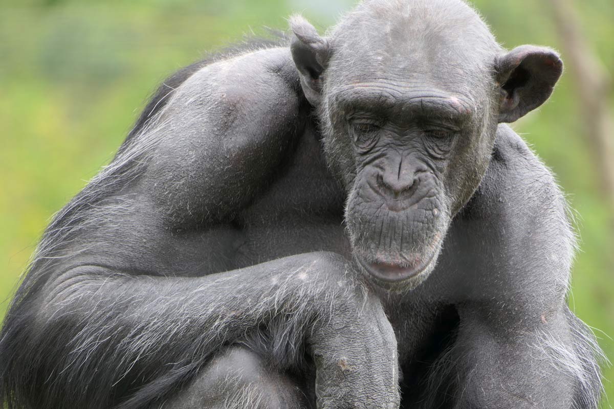 chimp-sad.jpg