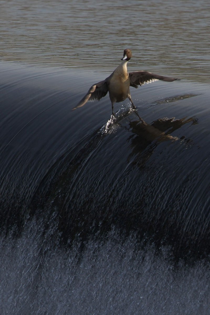 cool duck.jpg