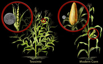 corn-and-teosinte_f.jpg - Click image for larger version  Name:	corn-and-teosinte_f.jpg Views:	0 Size:	34.9 KB ID:	17879747