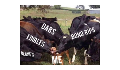 cow-weed-meme.png