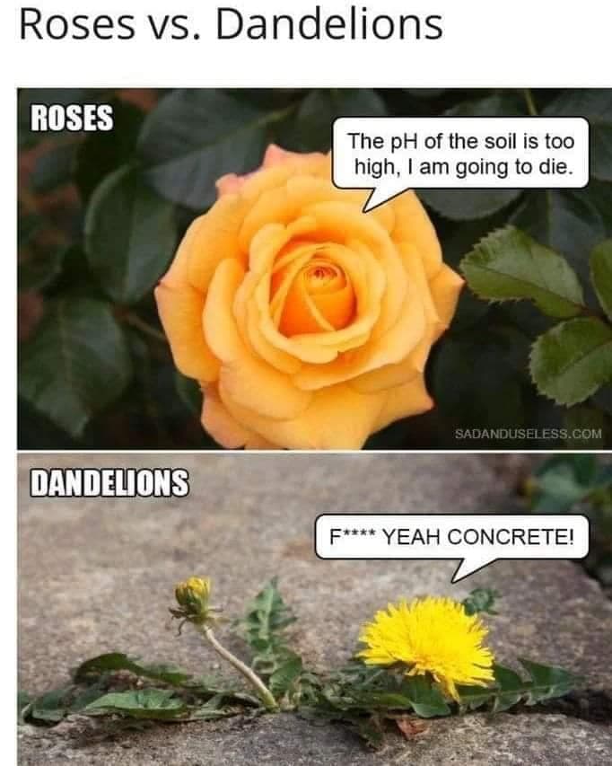 dandelions.jpeg