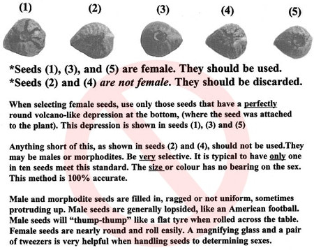 dont-use-this-chart-to-identify-seed-gender-from-seed-sm.jpg - Click image for larger version  Name:	dont-use-this-chart-to-identify-seed-gender-from-seed-sm.jpg Views:	0 Size:	68.1 KB ID:	18027134