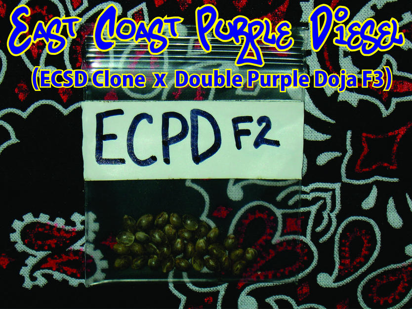 ECPD (x32).jpg