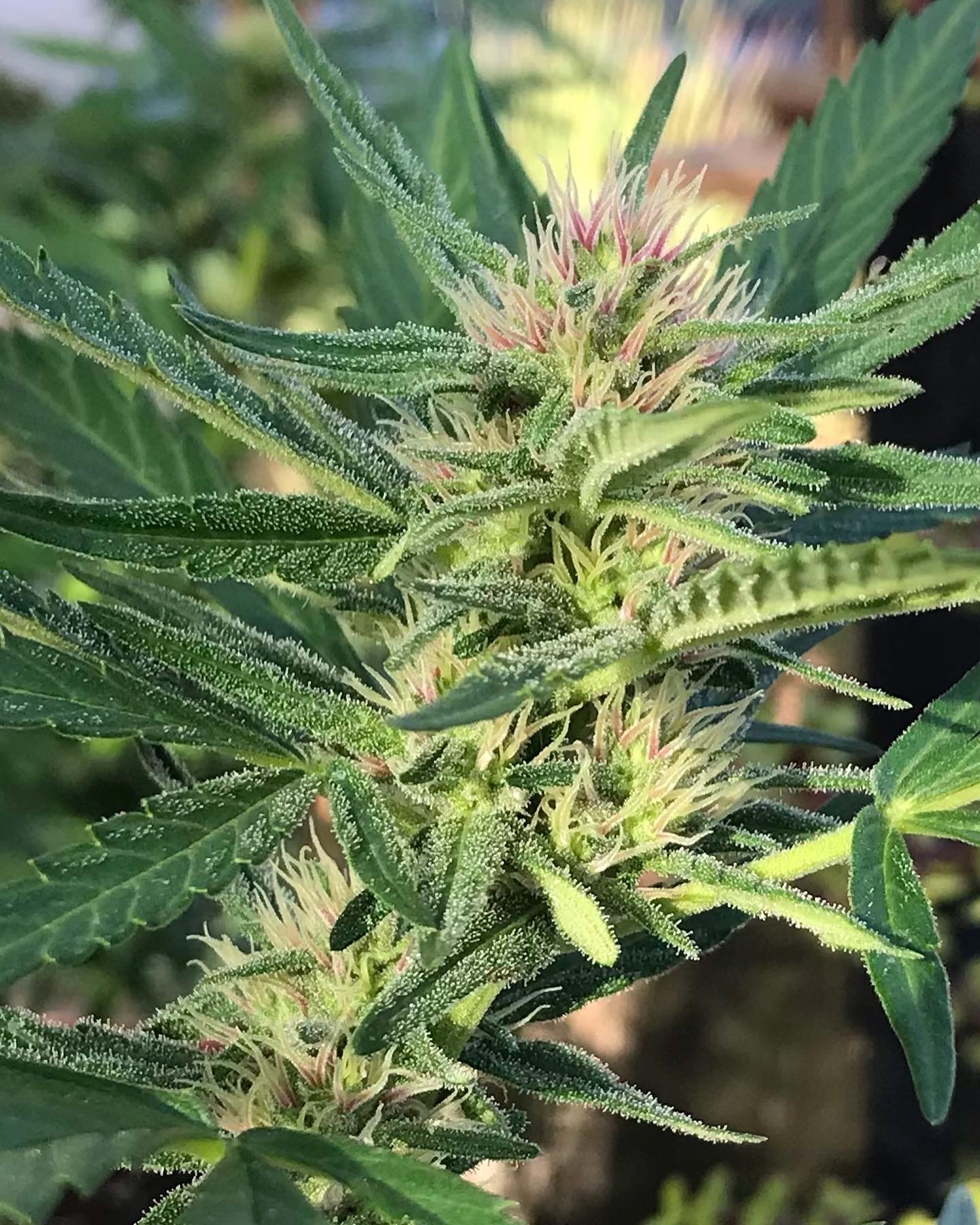 Order feminized seeds Panama Red cannabis in Portland Oregon - Cheap
