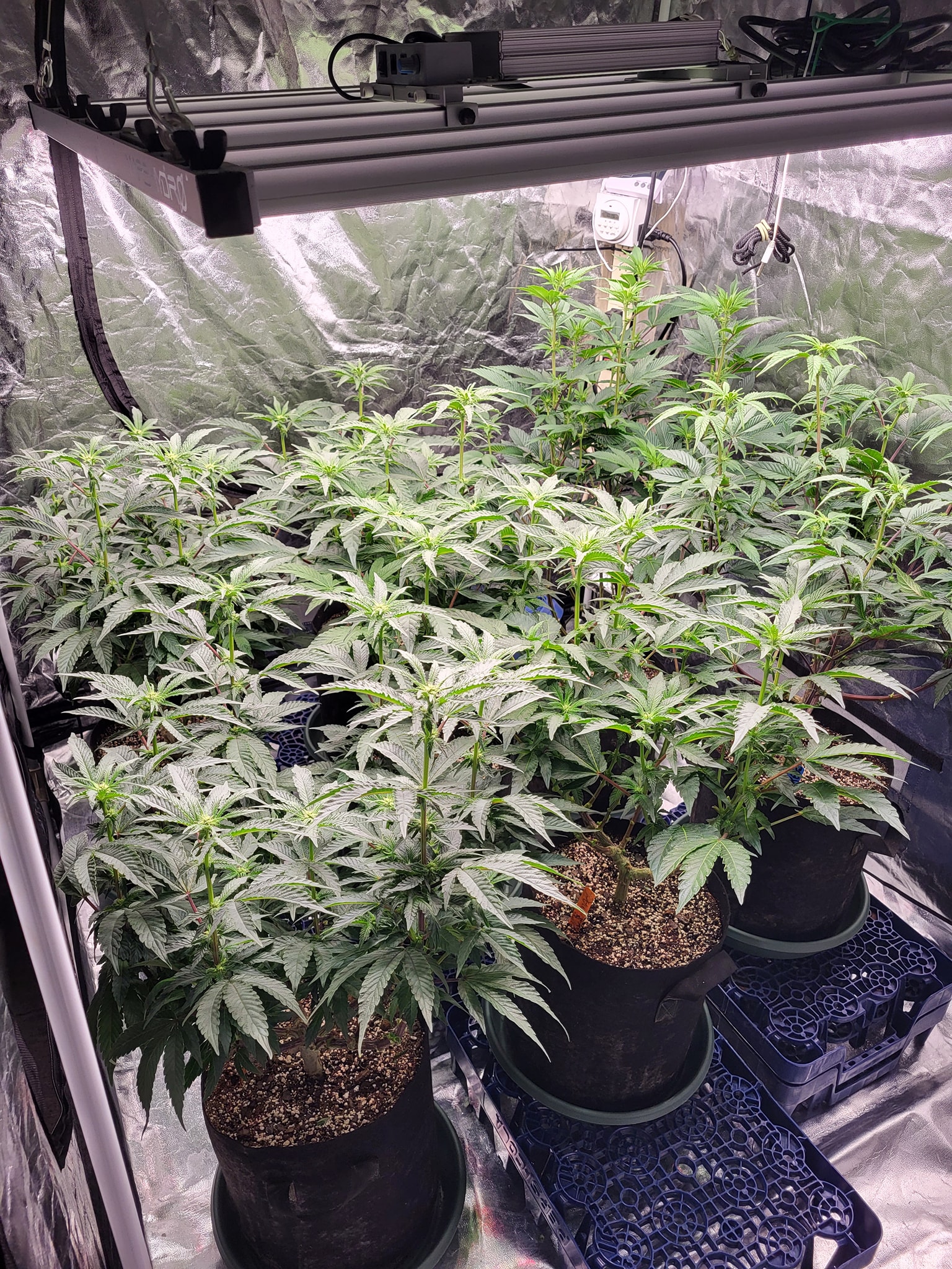 FC-E4800-FB@Vince Anthony-Just 6 weeks ago (the first pic) I transplanted clones into smart po...jpg
