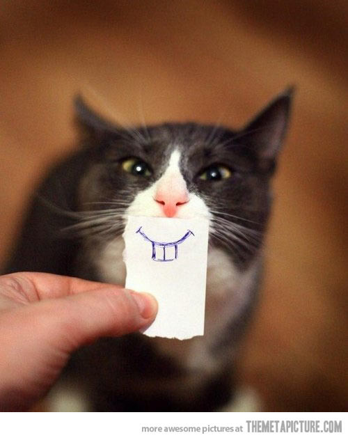 funny-cat-teeth-bunny.jpg