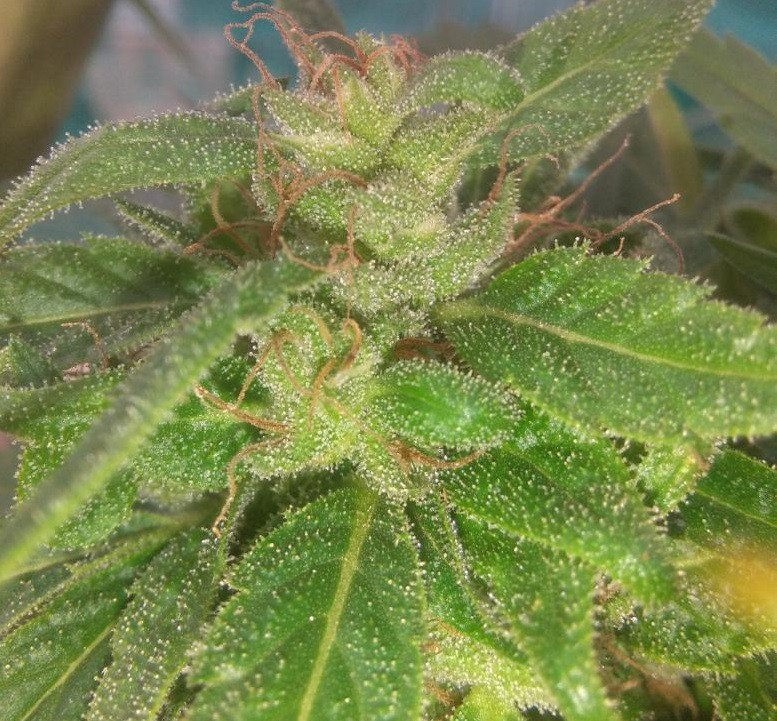 Click image for larger version  Name:	Green Haze # 19 x A5 Haze Montuno outdoor bud finishing early December2.jpg Views:	154 Size:	216.8 KB ID:	18041299