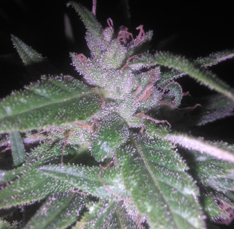 Click image for larger version  Name:	Green Haze # 19 x A5 Haze Montuno outdoor bud finishing early December5.jpg Views:	152 Size:	182.4 KB ID:	18041298