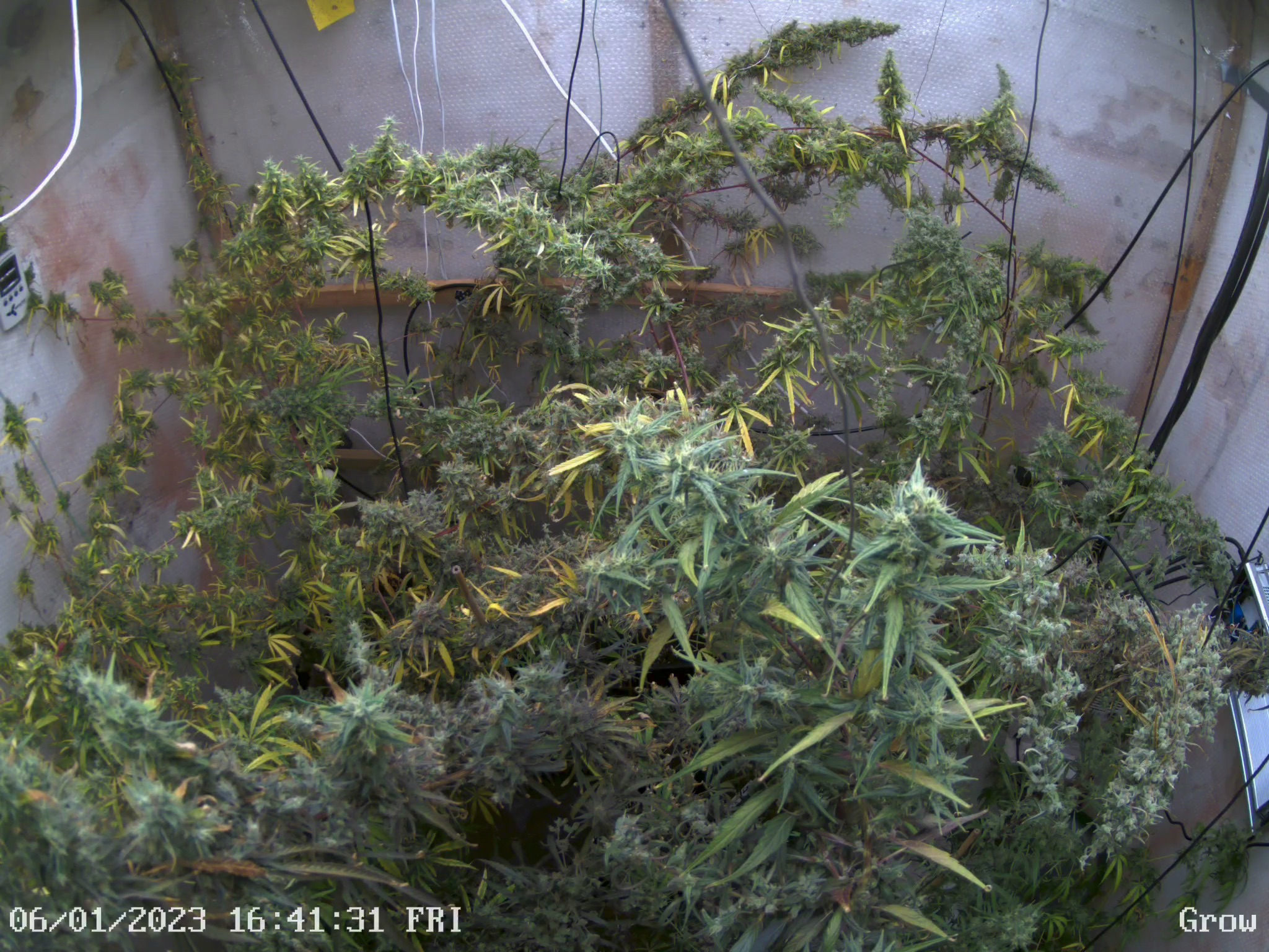 Grow CH01 at Friday, 6. January 2023 at 16:41:45 Central European Standard Time.jpeg