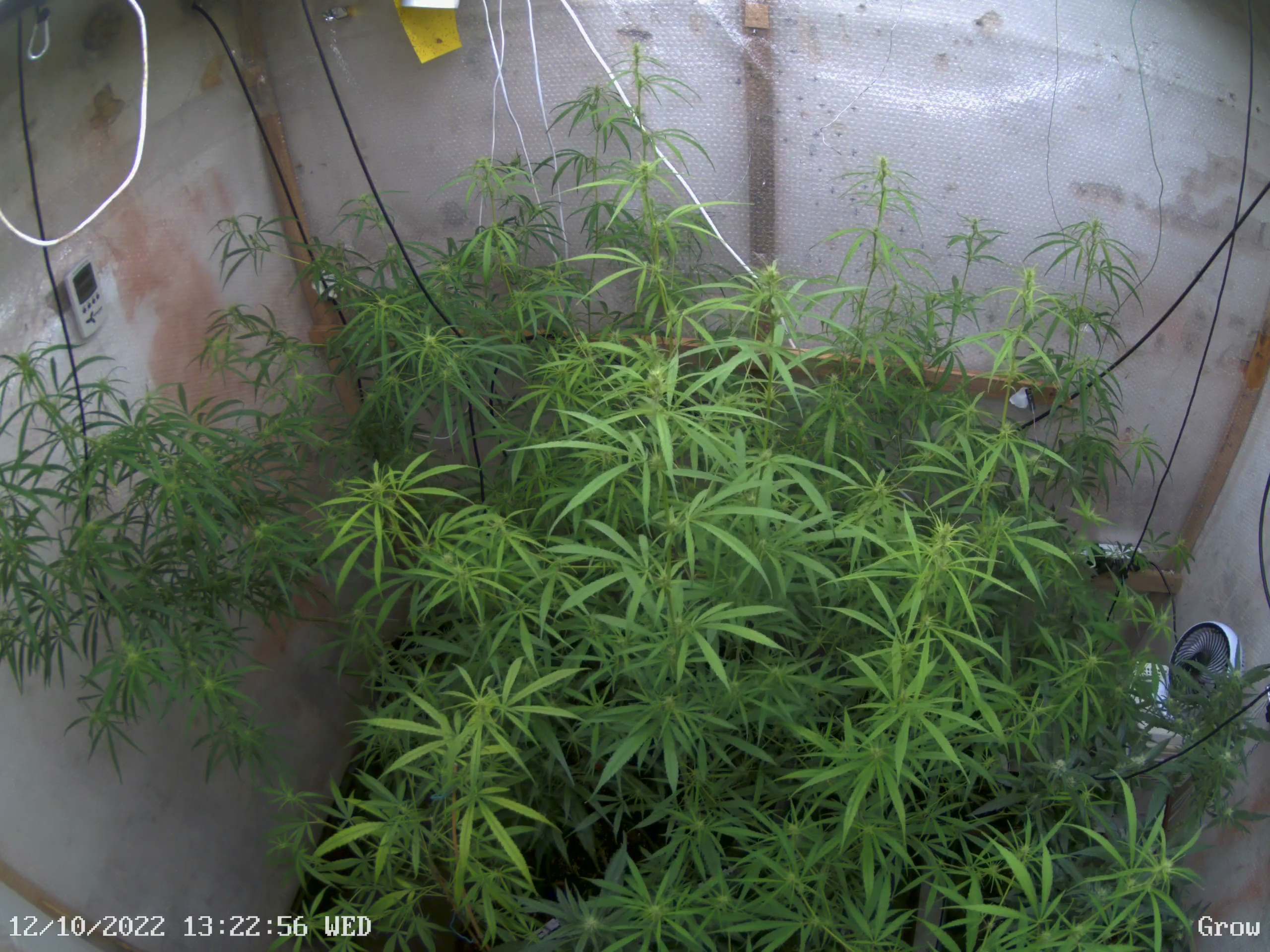 Grow CH01 at Wednesday, 12. October 2022 at 13:23:01 Central European Summer Time.jpeg