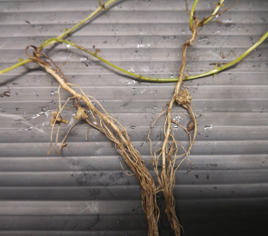 Hairy vetch roots.jpg