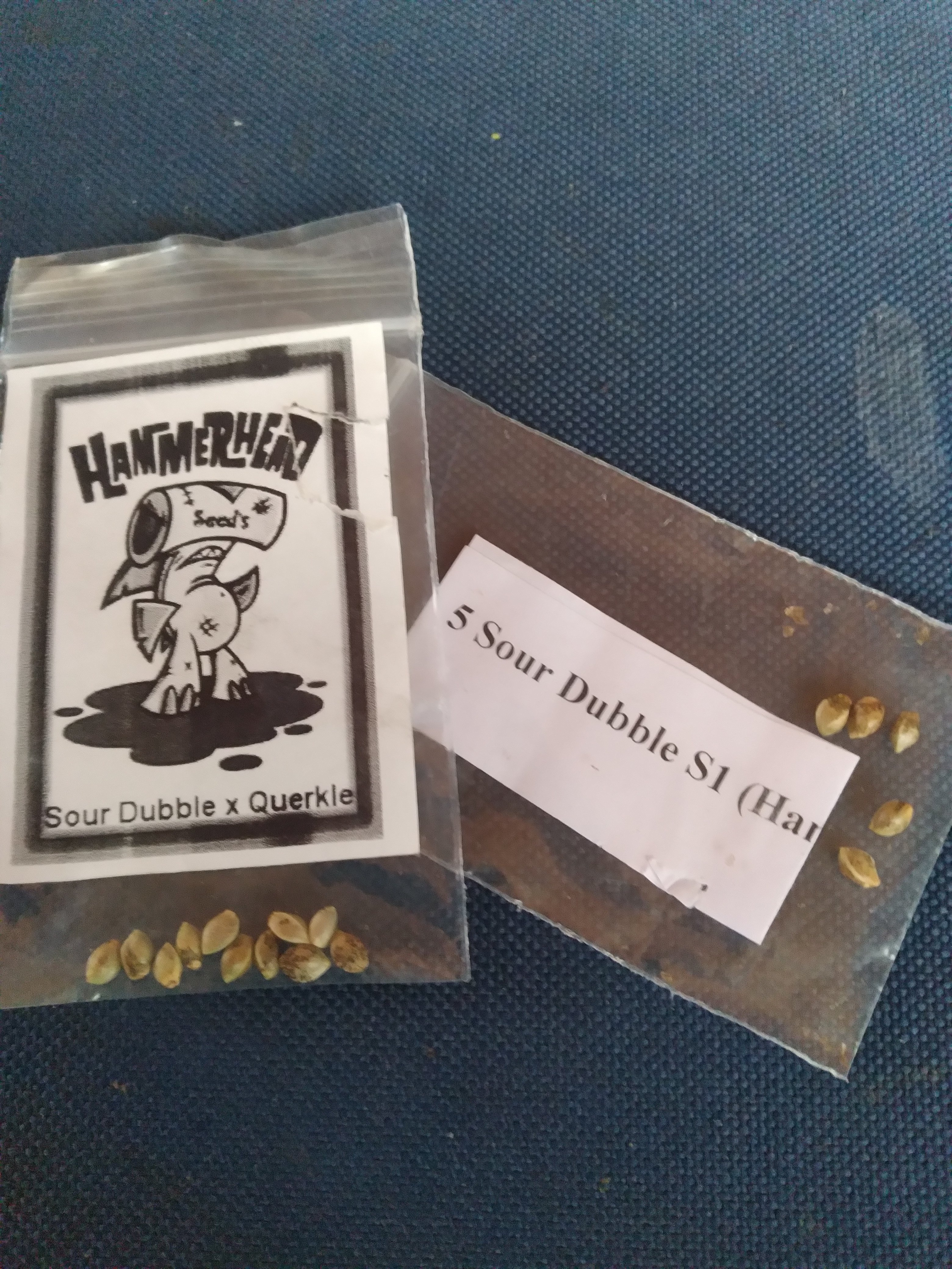 Hammerhead beans - Copy.jpg