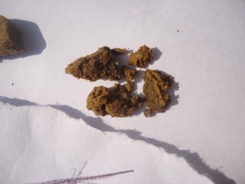 Double Filtered High Grade Moroc With Foreign Genetics From Coffeeshops, April, 2021.JPG